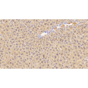 Calcitonin Gene Related Peptide (CGRP) Mouse Polyclonal Antibody
