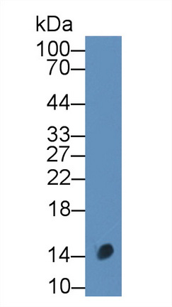Calcitonin Gene Related Peptide (CGRP) Rat Polyclonal Antibody