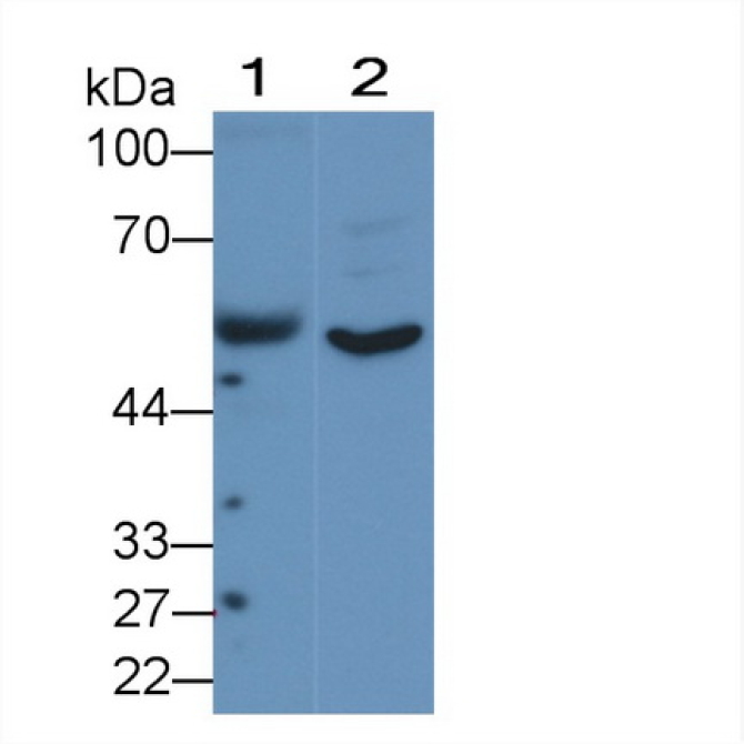 Angiopoietin-3 (ANG-3) Human Polyclonal Antibody