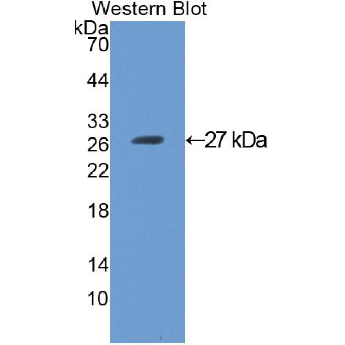Angiopoietin-3 (ANG-3) Mouse Polyclonal Antibody