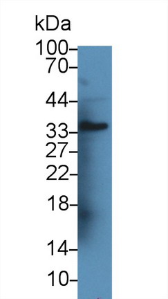 Angiopoietin-3 (ANG-3) Rat Polyclonal Antibody