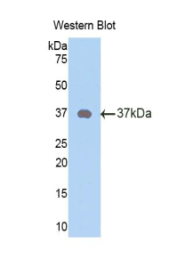 Neuropeptide Y (NPY) Rat Polyclonal Antibody