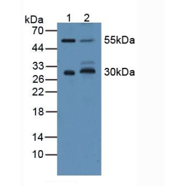 Cluster Of Differentiation 200 (CD200) Human Polyclonal Antibody