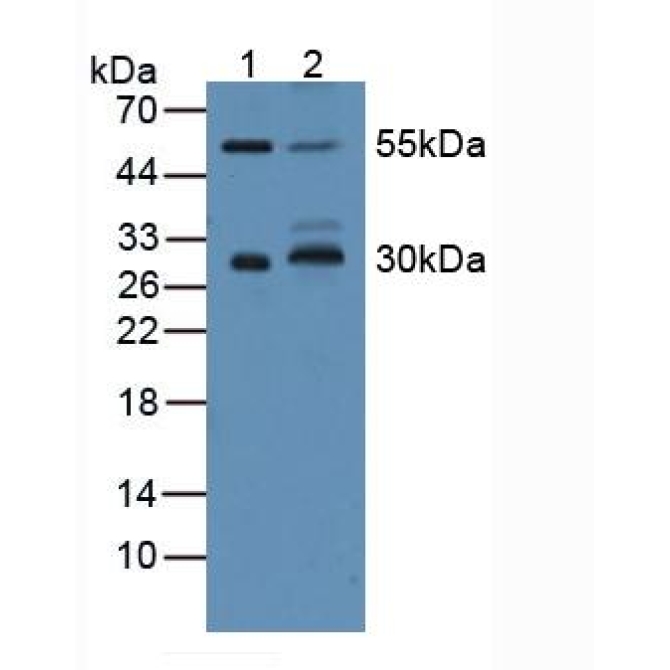 Cluster Of Differentiation 200 (CD200) Human Polyclonal Antibody