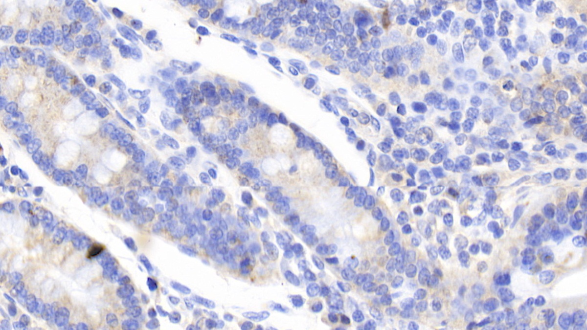 Gastric Inhibitory Polypeptide (GIP) Pan-species (General) Polyclonal Antibody