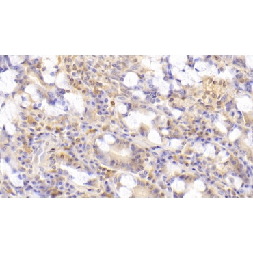 Gastric Inhibitory Polypeptide (GIP) Human Polyclonal Antibody