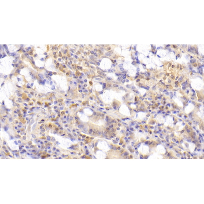 Gastric Inhibitory Polypeptide (GIP) Human Polyclonal Antibody