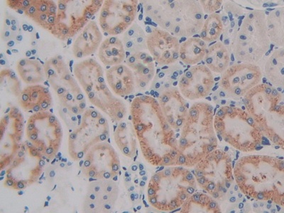 Gastric Inhibitory Polypeptide (GIP) Rat Polyclonal Antibody