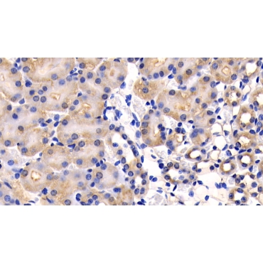 Cluster Of Differentiation 26 (CD26) Mouse Polyclonal Antibody