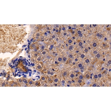 Cluster Of Differentiation 26 (CD26) Mouse Polyclonal Antibody