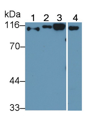 Cluster Of Differentiation 26 (CD26) Rat Polyclonal Antibody