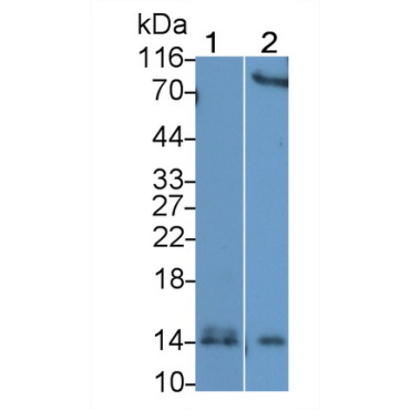 Serum Amyloid A (SAA) Bovine (Cattle) Polyclonal Antibody