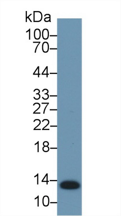 Serum Amyloid A (SAA) Rabbit Polyclonal Antibody