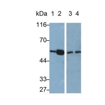 Peroxisome Proliferator Activated Receptor Gamma (PPARg) Mouse Polyclonal Antibody