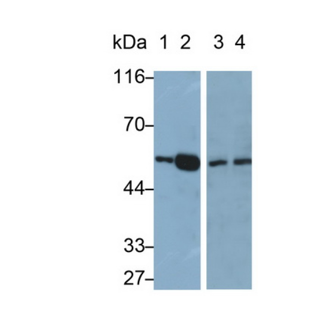 Peroxisome Proliferator Activated Receptor Gamma (PPARg) Mouse Polyclonal Antibody