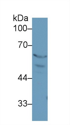 Peroxisome Proliferator Activated Receptor Gamma (PPARg) Rat Polyclonal Antibody