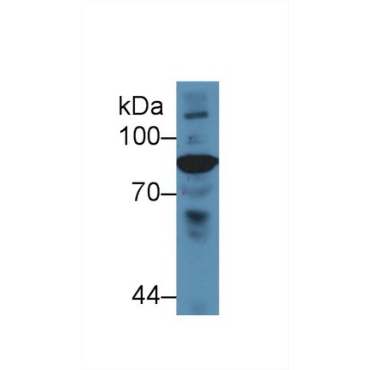 Complement Component 4 (C4) Chicken (Gallus) Polyclonal Antibody