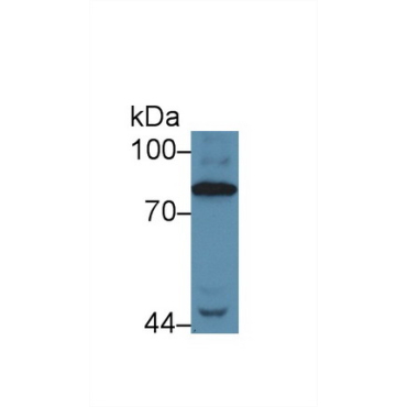 Complement Component 4 (C4) Human Polyclonal Antibody