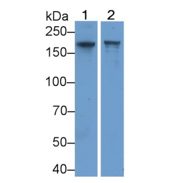 Complement Component 4 (C4) Human Polyclonal Antibody