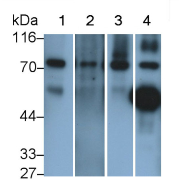 Complement Component 4 (C4) Mouse Polyclonal Antibody