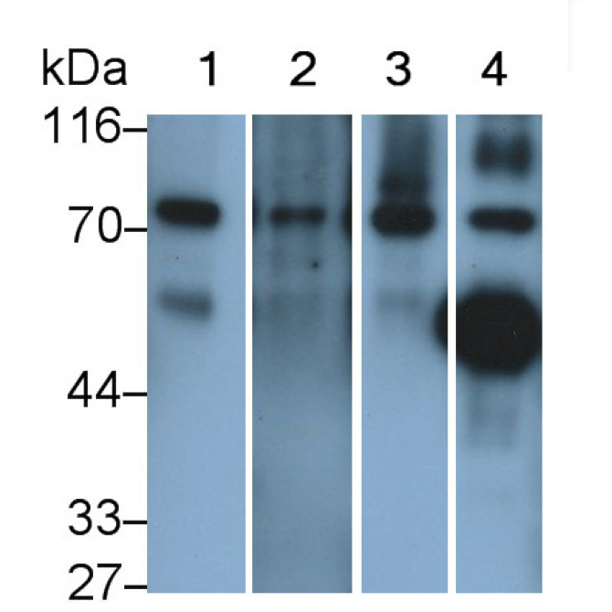 Complement Component 4 (C4) Mouse Polyclonal Antibody