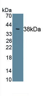 Complement Component 4 (C4) Rat Polyclonal Antibody