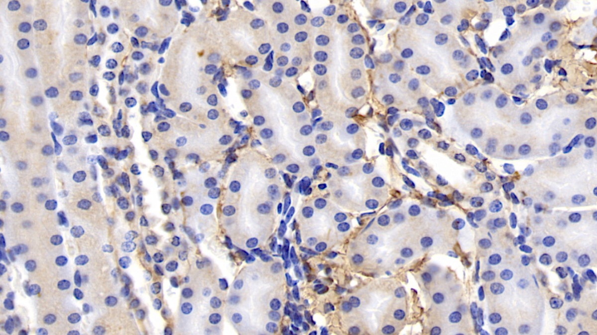 Renin (REN) Mouse Polyclonal Antibody