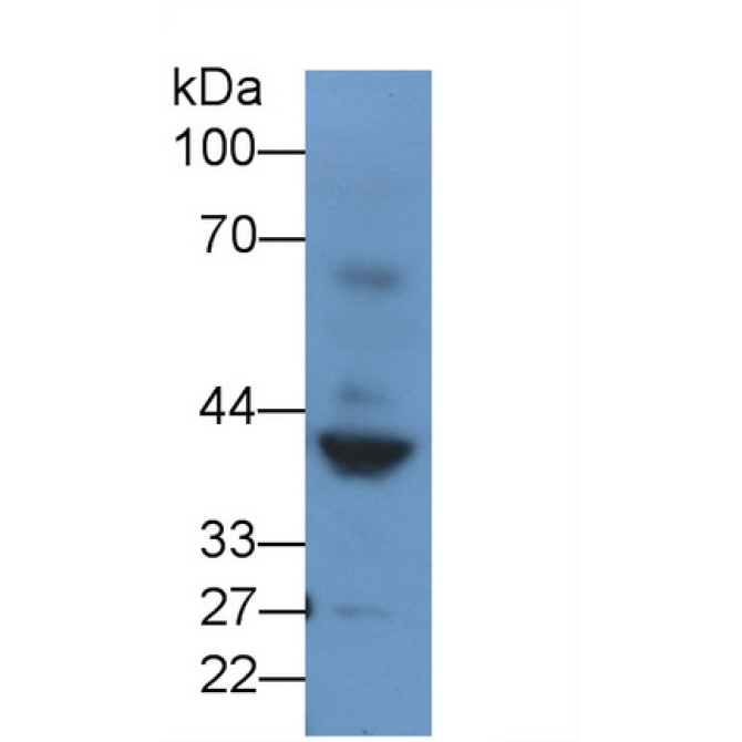 Renin (REN) Mouse Polyclonal Antibody