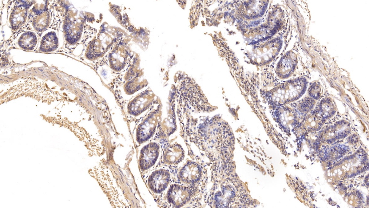 Renin (REN) Rat Polyclonal Antibody