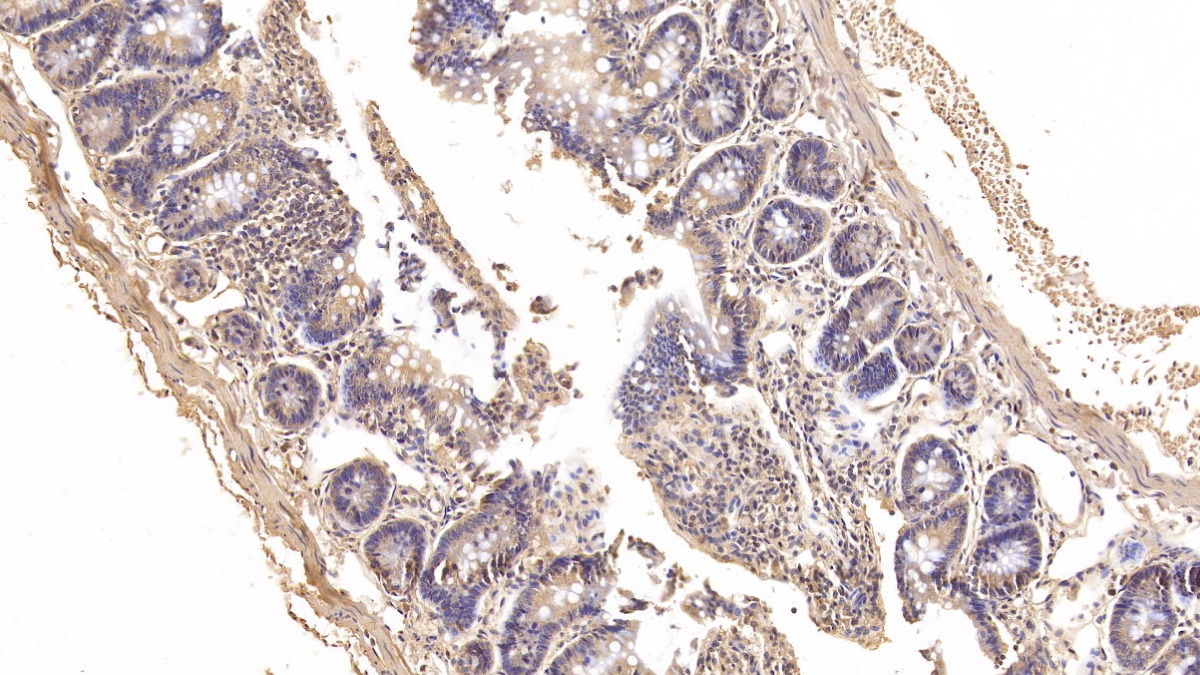 Renin (REN) Rat Polyclonal Antibody