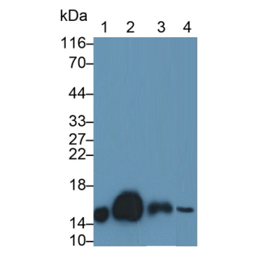 Cystatin C (Cys-C) Chicken (Gallus) Polyclonal Antibody