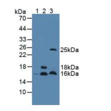 Cystatin C (Cys-C) Mouse Polyclonal Antibody