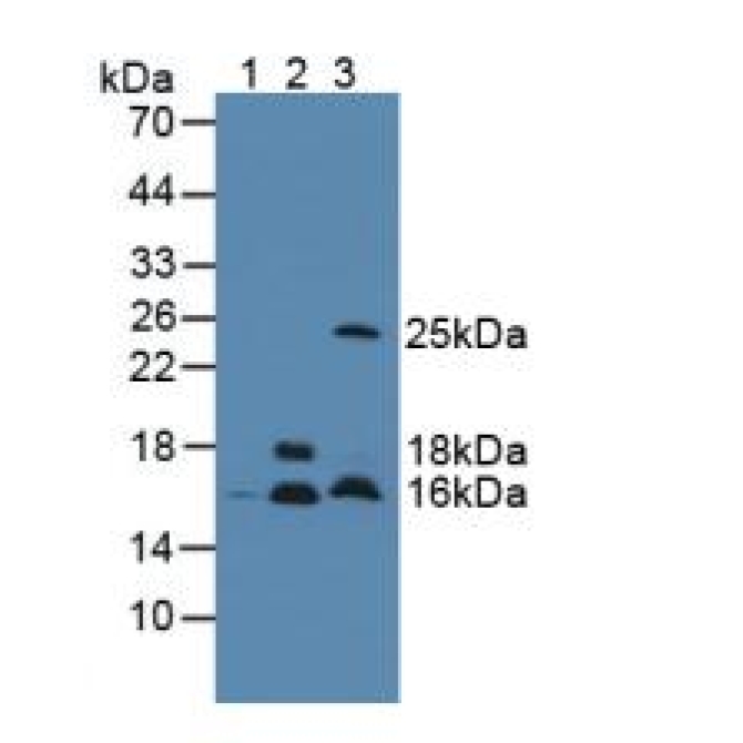 Cystatin C (Cys-C) Mouse Polyclonal Antibody