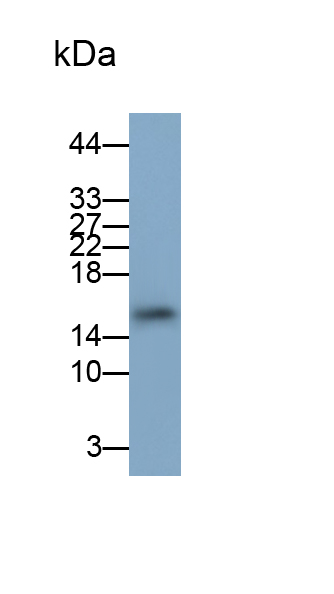 Cystatin C (Cys-C) Rat Polyclonal Antibody