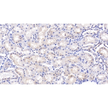 Osteopontin (OPN) Bovine (Cattle) Polyclonal Antibody
