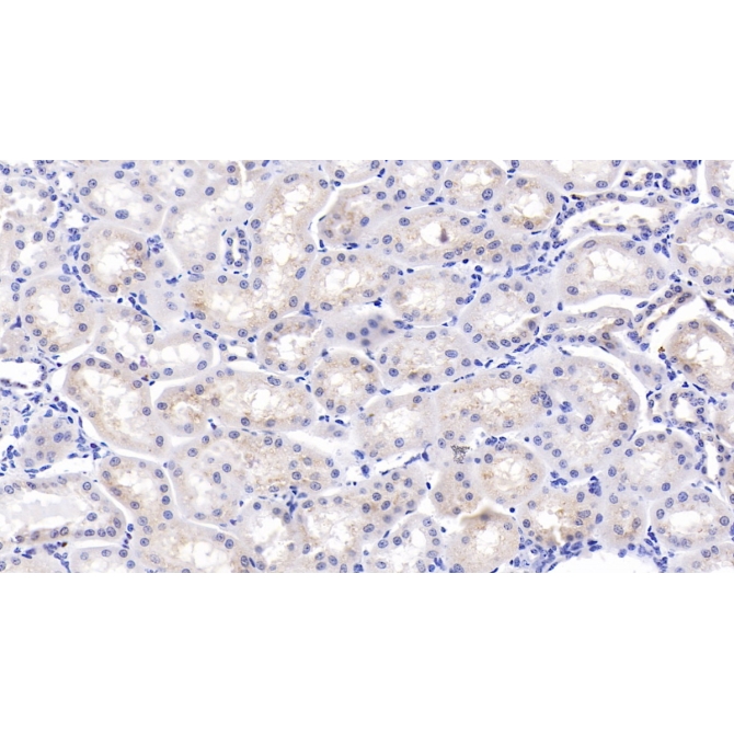 Osteopontin (OPN) Bovine (Cattle) Polyclonal Antibody