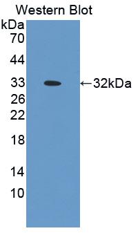 Osteopontin (OPN) Mouse Polyclonal Antibody