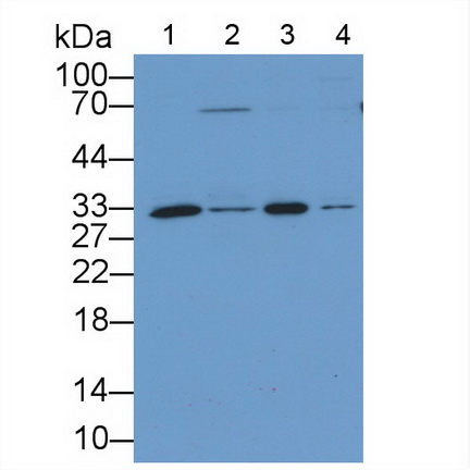 Osteopontin (OPN) Pig Polyclonal Antibody