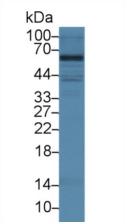 Osteopontin (OPN) Rat Polyclonal Antibody