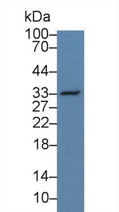 Osteopontin (OPN) Rhesus monkey (Simian) Polyclonal Antibody
