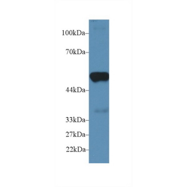 Prostaglandin E Synthase 2 (PTGES2) Mouse Polyclonal Antibody