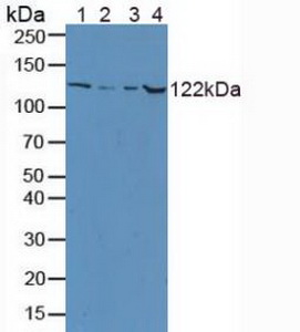 Ceruloplasmin (CP) Rat Polyclonal Antibody