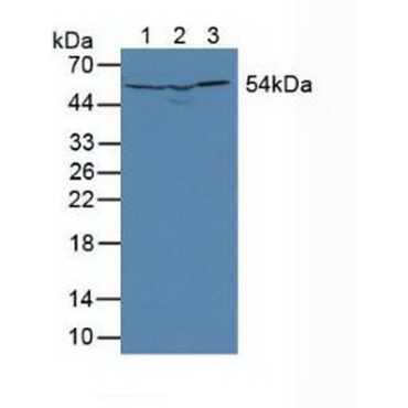 Dihydrolipoyl Dehydrogenase (DLD) Mouse Polyclonal Antibody