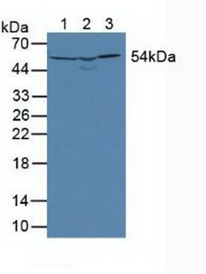 Dihydrolipoyl Dehydrogenase (DLD) Mouse Polyclonal Antibody