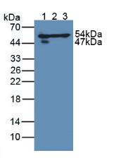 Dihydrolipoyl Dehydrogenase (DLD) Rat Polyclonal Antibody