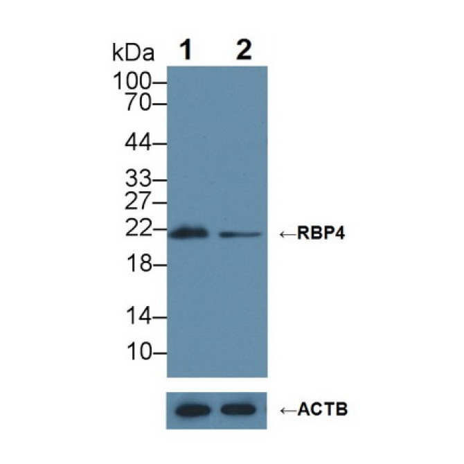 Retinol Binding Protein 4 (RBP4) Bovine (Cattle) Polyclonal Antibody
