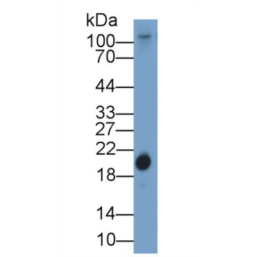 Retinol Binding Protein 4 (RBP4) Chicken (Gallus) Polyclonal Antibody
