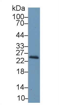 Retinol Binding Protein 4 (RBP4) Mouse Polyclonal Antibody