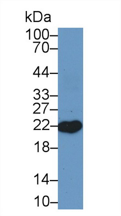 Retinol Binding Protein 4 (RBP4) Pig Polyclonal Antibody
