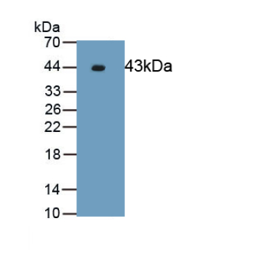 Extracellular Signal Regulated Kinase 2 (ERK2) Human Polyclonal Antibody